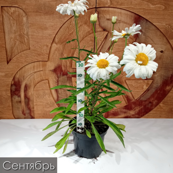 Нивяник Паладин (Paladin) купить с доставкой