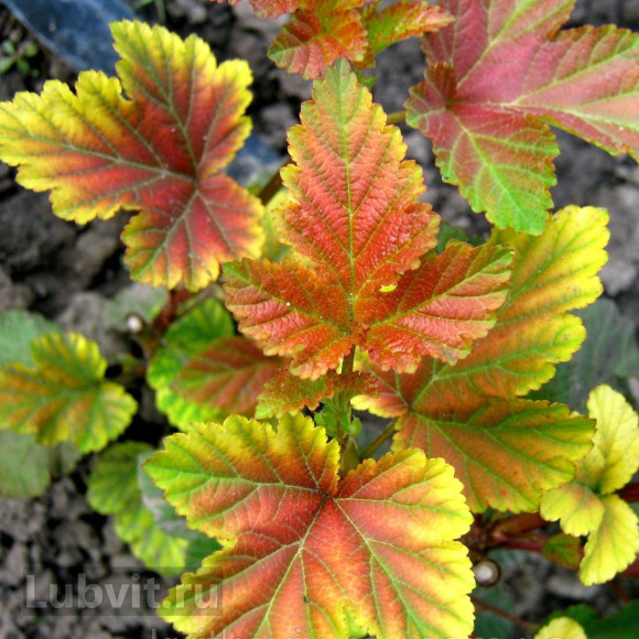 Пузыреплодник Литл Энджел (Little Angel) купить с доставкой