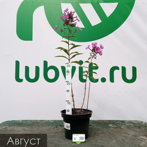 Флокс Зарядье купить с доставкой