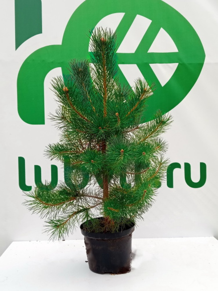 Сосна обыкновенная Голубая (Glauca) купить с доставкой