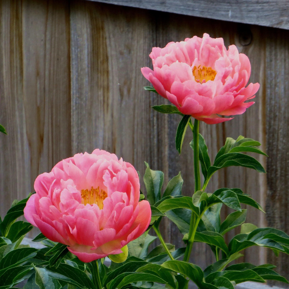 Пион Корал Сансет (Coral Sunset) купить с доставкой