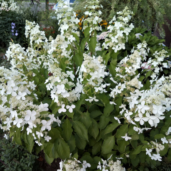 Гортензия Левана (Levana) метельчатая купить с доставкой