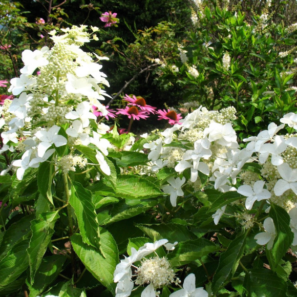 Гортензия Левана (Levana) метельчатая купить с доставкой