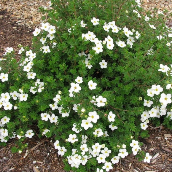 Лапчатка Белая купить с доставкой