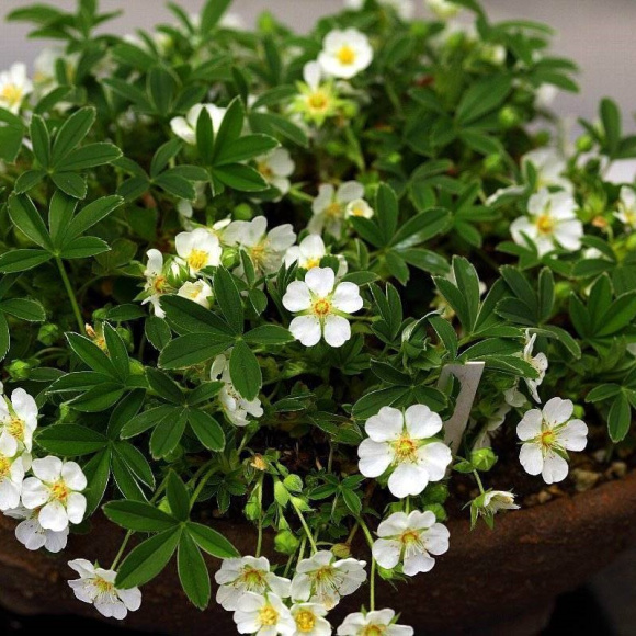 Лапчатка Белая купить с доставкой