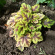 Гейхерелла Голден Зебра (Golden Zebra) купить с доставкой