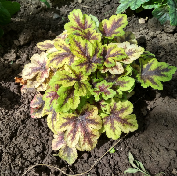 Гейхерелла Голден Зебра (Golden Zebra) купить с доставкой