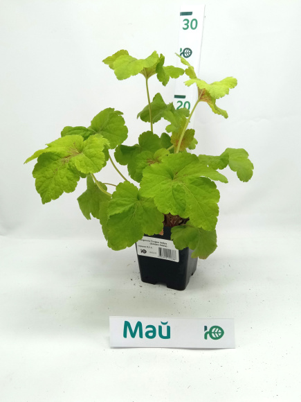 Гейхерелла Голден Зебра (Golden Zebra) купить с доставкой