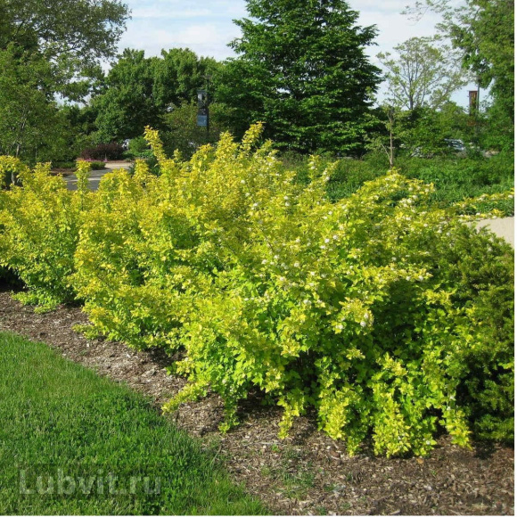 Пузыреплодник Наггет (Nugget) купить с доставкой