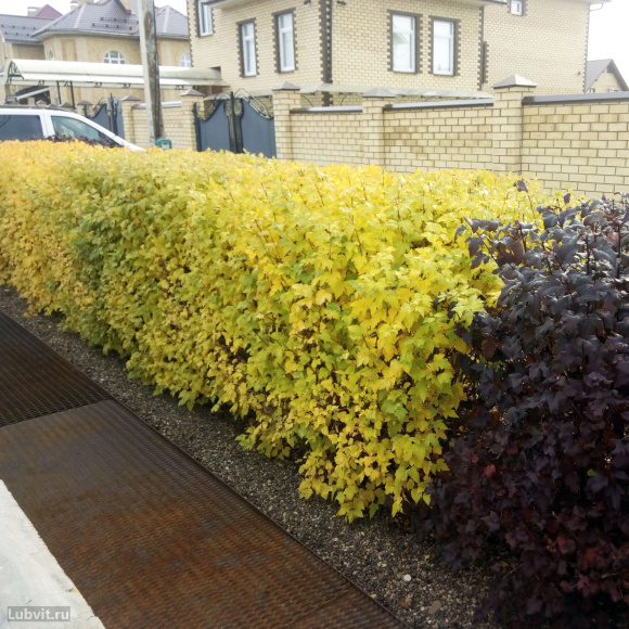 Пузыреплодник Наггет (Nugget) купить с доставкой