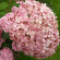 Гортензия Пинк Аннабель (Pink Annabelle) древовидная купить с доставкой