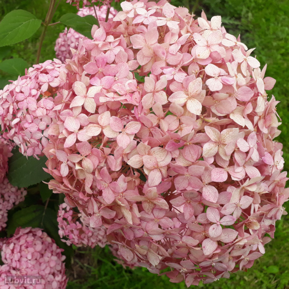 Гортензия Пинк Аннабель (Pink Annabelle) древовидная купить с доставкой