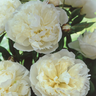 Пион Дюшес де Немур (Duchesse de Nemours)