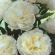 Пион Дюшес де Немур (Duchesse de Nemours) купить с доставкой
