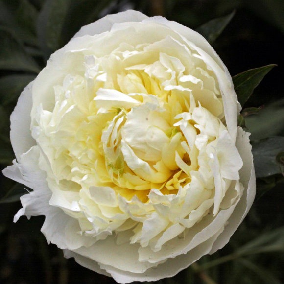 Пион Дюшес де Немур (Duchesse de Nemours) купить с доставкой