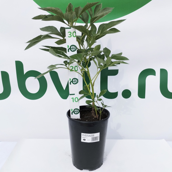 Пион Дюшес де Немур (Duchesse de Nemours) купить с доставкой