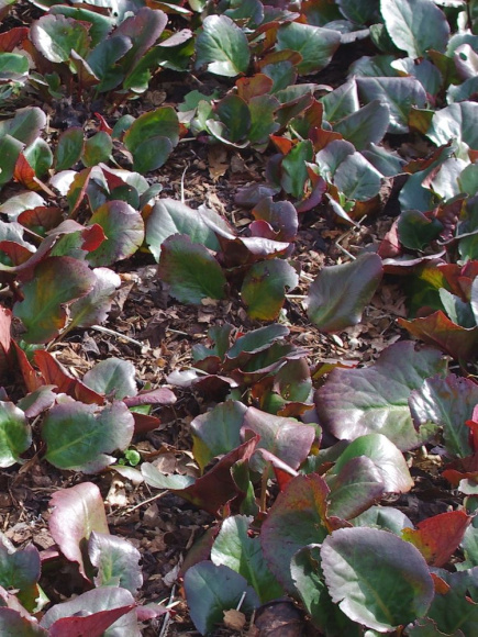 Бадан Эроика (Eroica) купить с доставкой