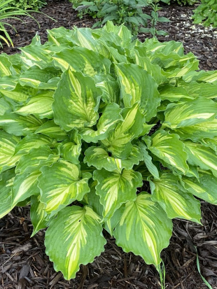 Хоста Лексайд Пэйсли Принт (Lakeside Paisley Print) [M]