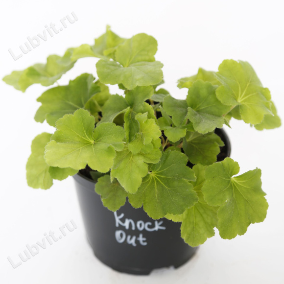 Гейхера Нокаут (Knock Out) купить с доставкой