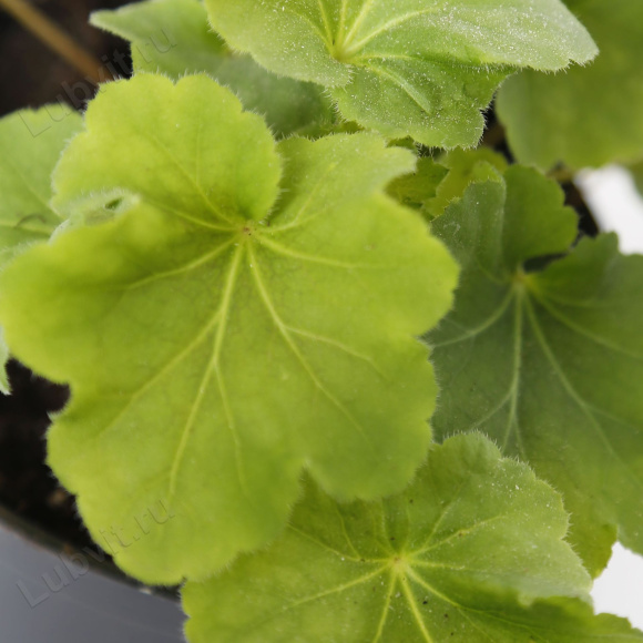 Гейхера Нокаут (Knock Out) купить с доставкой