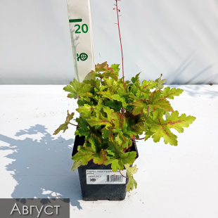 Гейхера Голд Страйк (Gold strike)