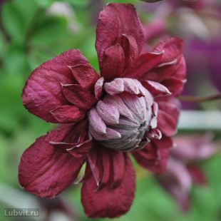 Клематис Пурпуреа Плена Элеганс (Purpurea Plena Elegans)