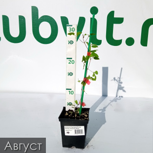 Клематис Пурпуреа Плена Элеганс (Purpurea Plena Elegans)