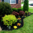 Пузыреплодник Ассортимент