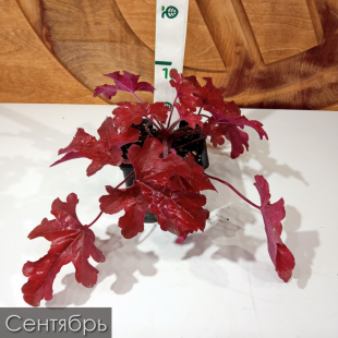 Гейхерелла Ред Ровер (Red Rover)