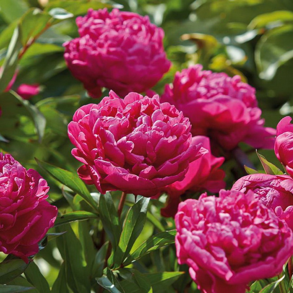 Пион Карл Розенфельд (Karl Rosenfield) купить с доставкой