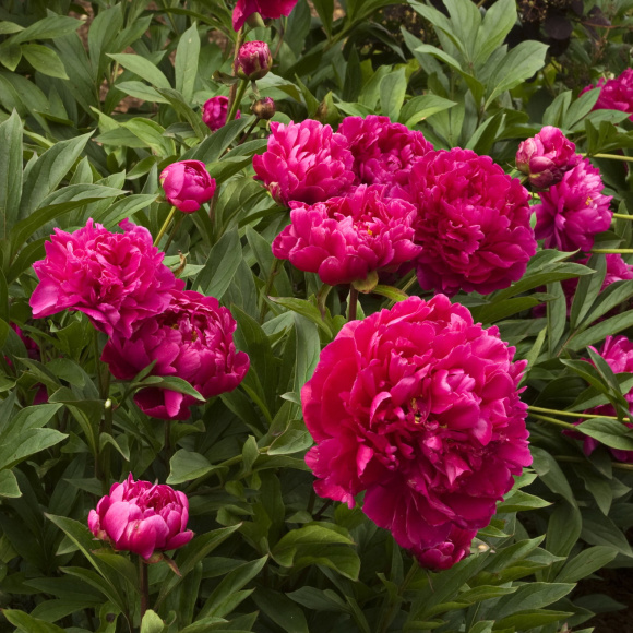 Пион Карл Розенфельд (Karl Rosenfield) купить с доставкой