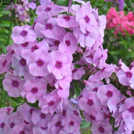 Флокс Чио-чио-сан купить с доставкой