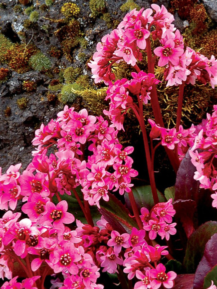 Бадан Пинк Драгонфлай (Pink Dragonfly) купить с доставкой