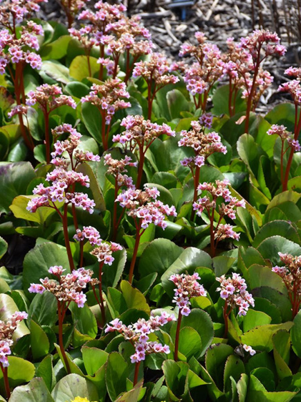 Бадан Пинк Драгонфлай (Pink Dragonfly) купить с доставкой