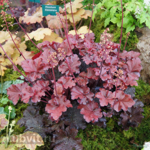 Гейхера Махагон (Mahogany)