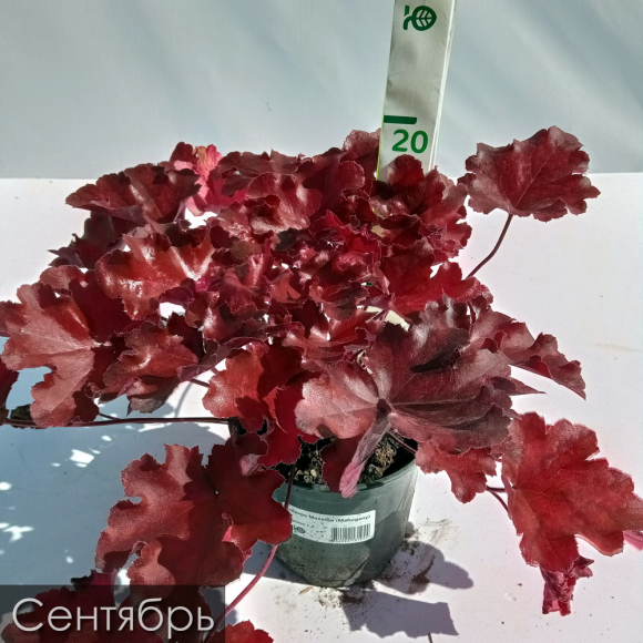 Гейхера Махагон (Mahogany) купить с доставкой