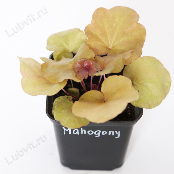 Гейхера Махагон (Mahogany) купить с доставкой