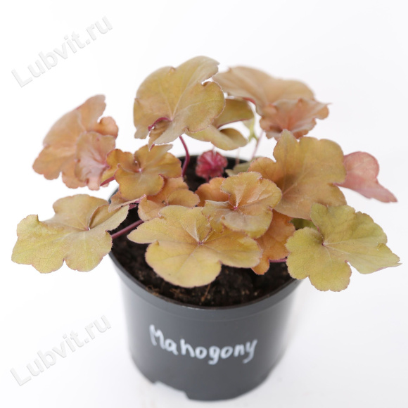 Гейхера Махагон (Mahogany) купить с доставкой