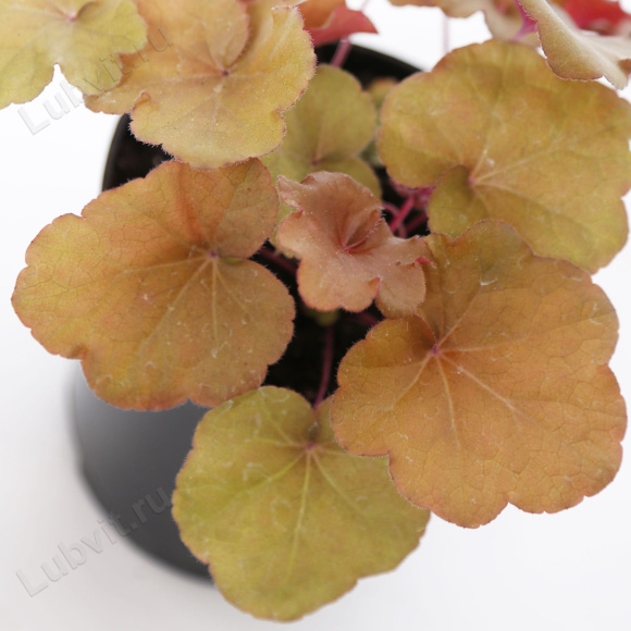 Гейхера Махагон (Mahogany) купить с доставкой