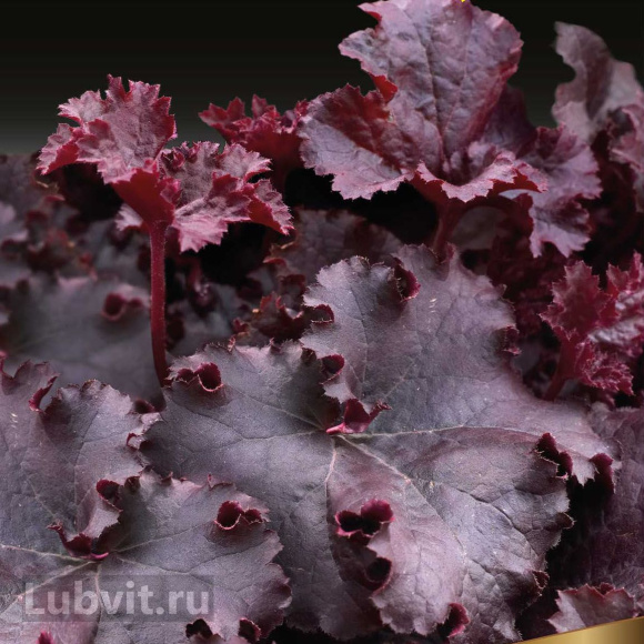 Гейхера Дарк Мистери (Dark Mystery) купить с доставкой