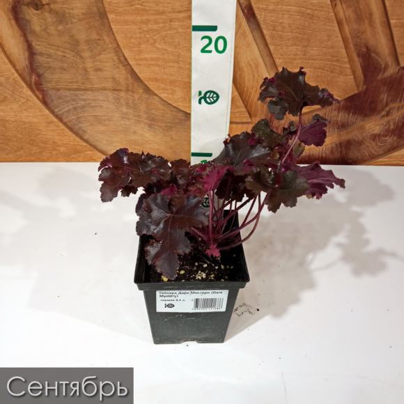 Гейхера Дарк Мистери (Dark Mystery) купить с доставкой