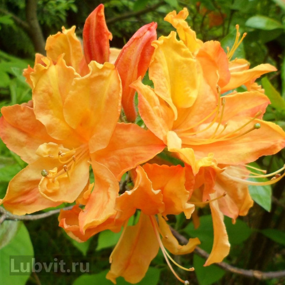 Рододендрон Голден Лайтс (Golden Lights) купить с доставкой