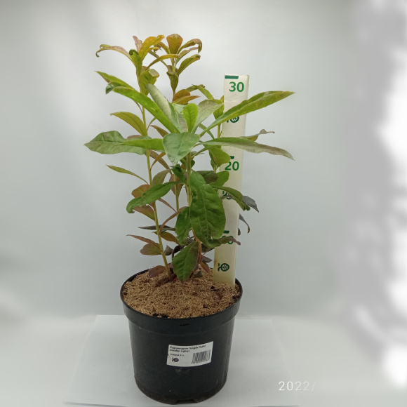 Рододендрон Голден Лайтс (Golden Lights) купить с доставкой