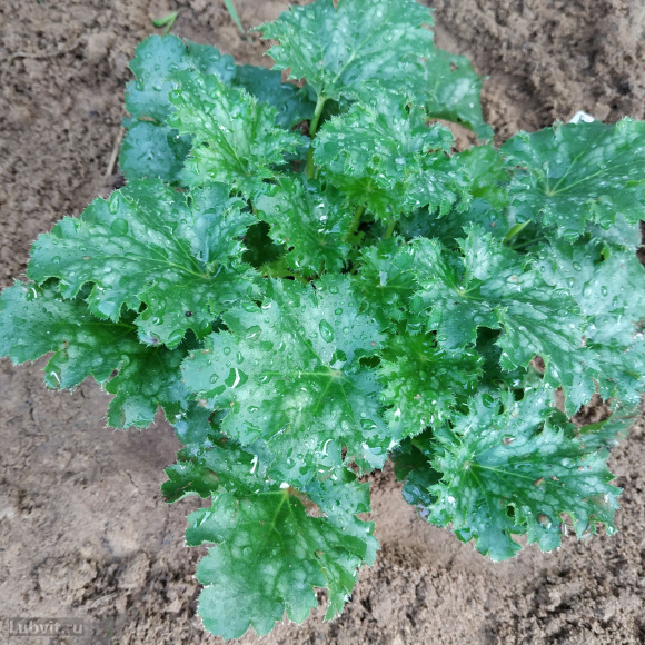 Гейхера Эпл Крисп (Apple Crisp) купить с доставкой