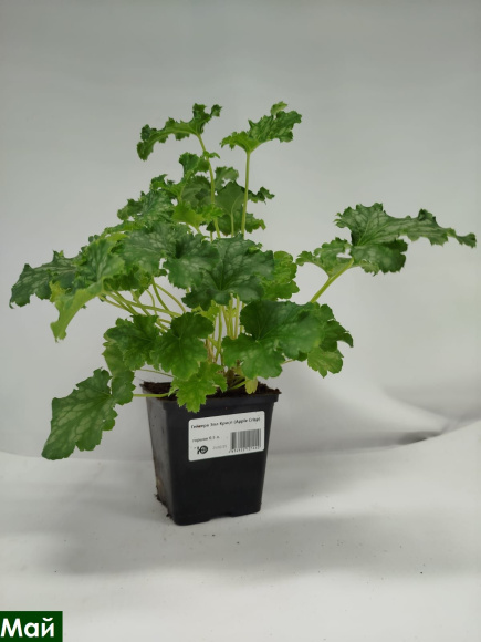 Гейхера Эпл Крисп (Apple Crisp) купить с доставкой