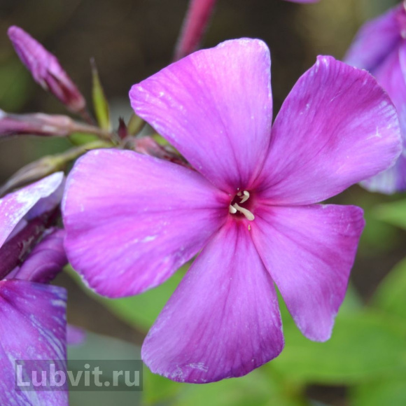 Флокс Никольский купить с доставкой