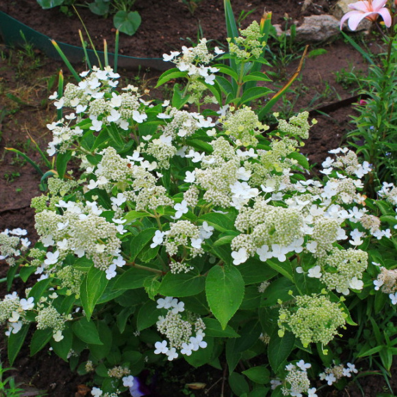 Гортензия Прим Вайт (Prim White) метельчатая купить с доставкой