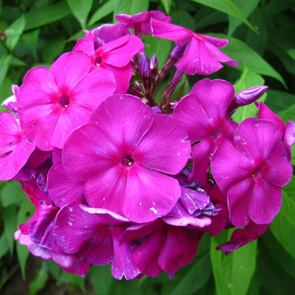 Флокс Князь Игорь купить с доставкой