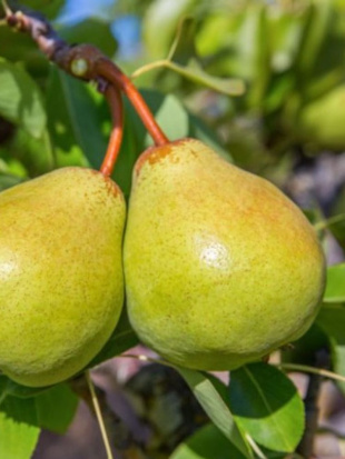 Груша Присто Мария