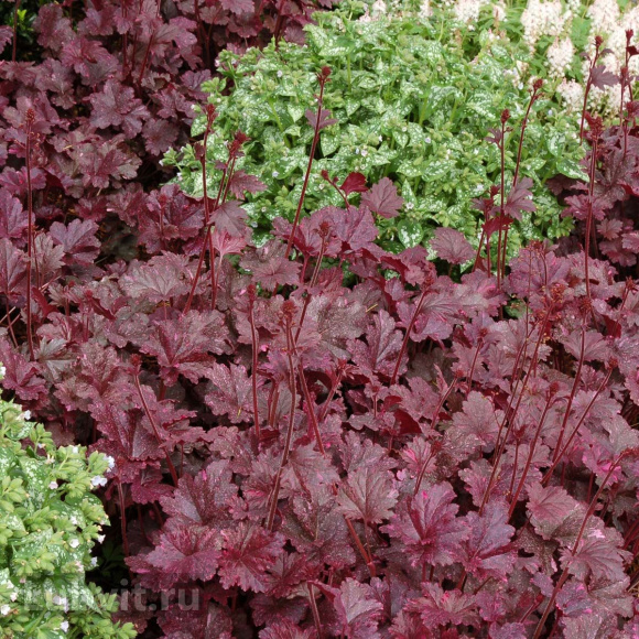 Гейхера Миднайт Роуз (Midnight Rose) купить с доставкой